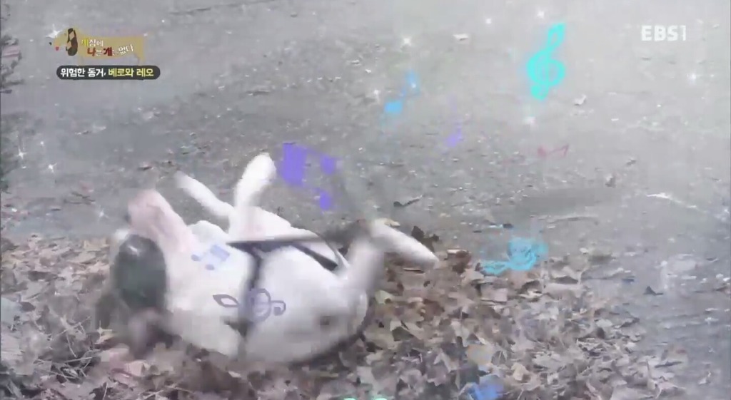 강아지가 흙이나 땅에 몸을 비비는 이유.jpg | 인스티즈