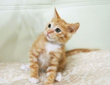 가장 흔하지만 너무나 매력적인 고양이, 코리안 숏헤어에 대하여 | 인스티즈