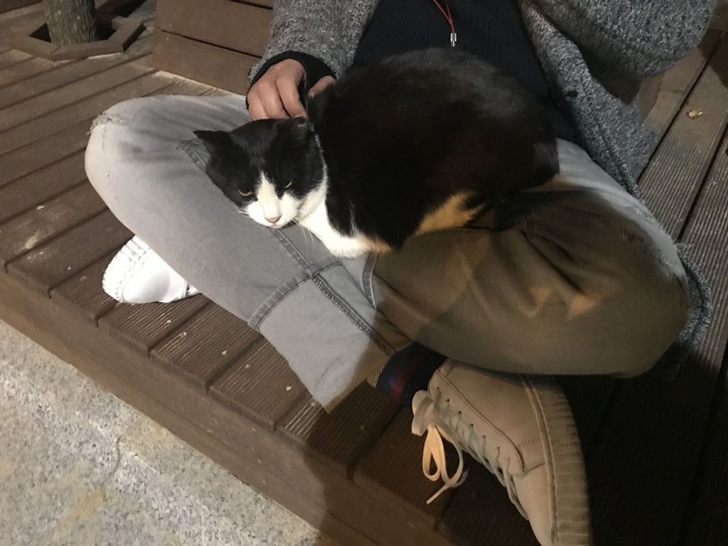 고양이 어떻게 데리고 나오신 거에요? | 인스티즈