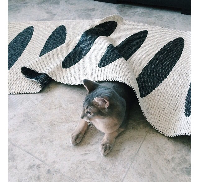 지디네 고양이.jpgif | 인스티즈