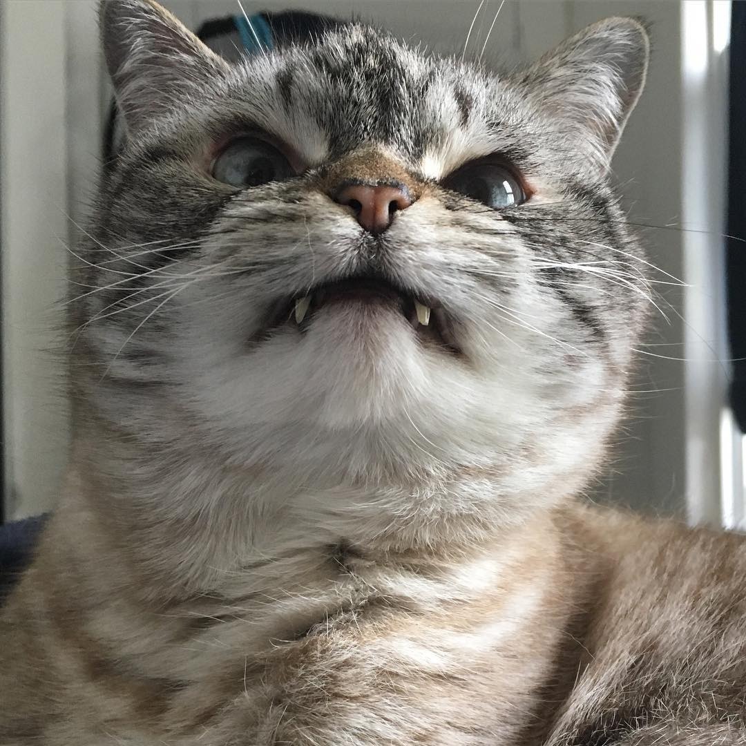 "니가 몰 알아! 조랭이떡같이 생긴게!"의 고양이 로키 사진 | 인스티즈