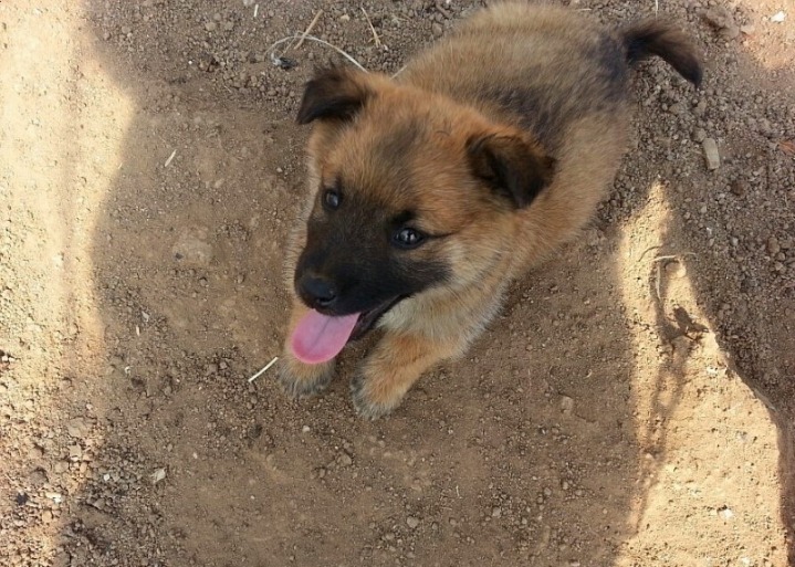 개나 고양이나 사람이나... | 인스티즈