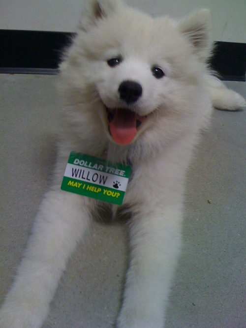 [사모예드] 하루에 빠지는 털로 옷도 짜입는다는 개 jpg | 인스티즈