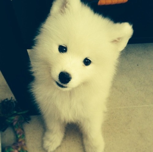 [사모예드] 하루에 빠지는 털로 옷도 짜입는다는 개 jpg | 인스티즈