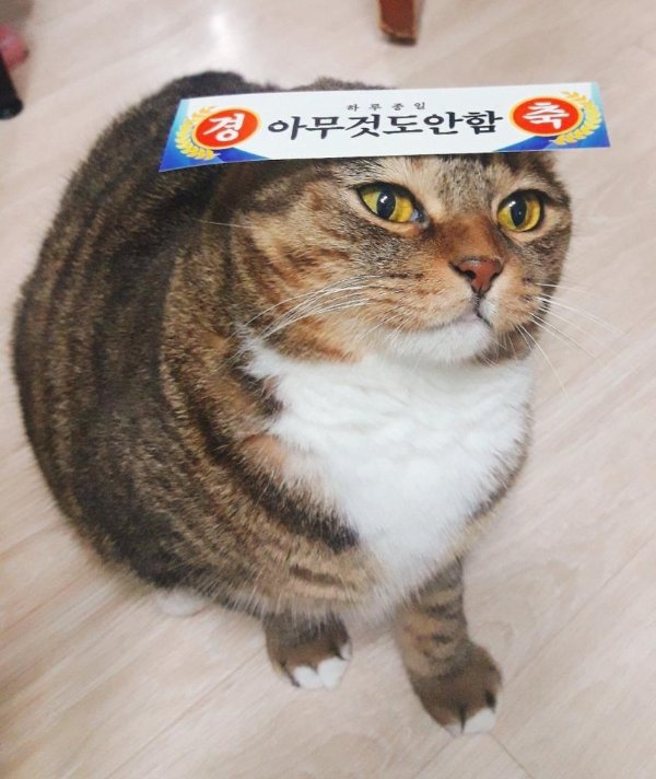 귀엽지 않았으면 멸종당했을 생물.jpg | 인스티즈