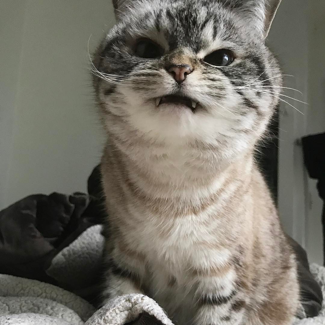 "니가 몰 알아! 조랭이떡같이 생긴게!"의 고양이 로키 사진 | 인스티즈