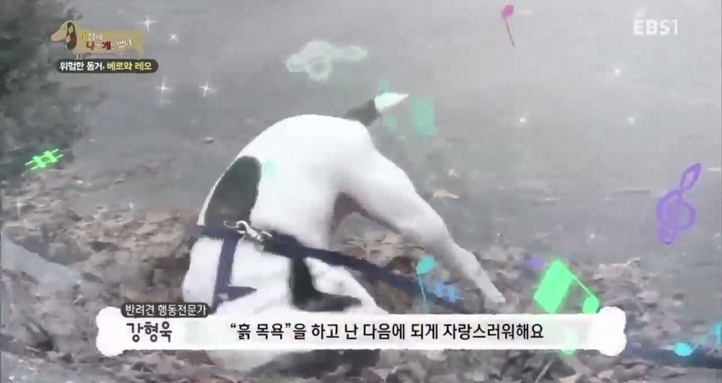 강아지가 흙이나 땅에 몸을 비비는 이유.jpg | 인스티즈