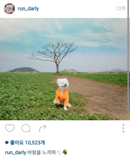 유기견에서 스타강아지가 되기까지 달리의 변화모습 | 인스티즈