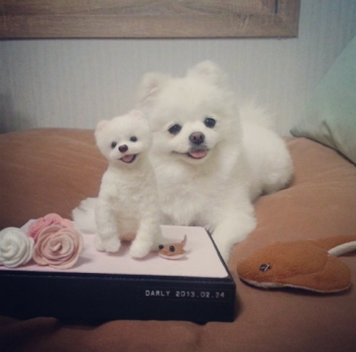 유기견에서 스타강아지가 되기까지 달리의 변화모습 | 인스티즈