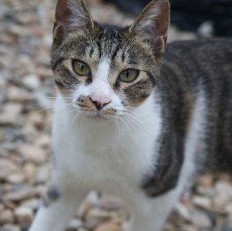 가장 흔하지만 너무나 매력적인 고양이, 코리안 숏헤어에 대하여 | 인스티즈