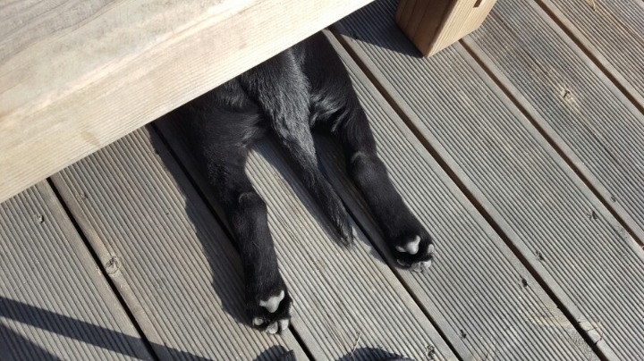 개나 고양이나 사람이나... | 인스티즈