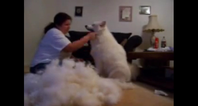 [사모예드] 하루에 빠지는 털로 옷도 짜입는다는 개 jpg | 인스티즈