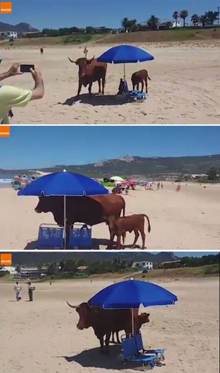 개나 고양이나 사람이나... | 인스티즈