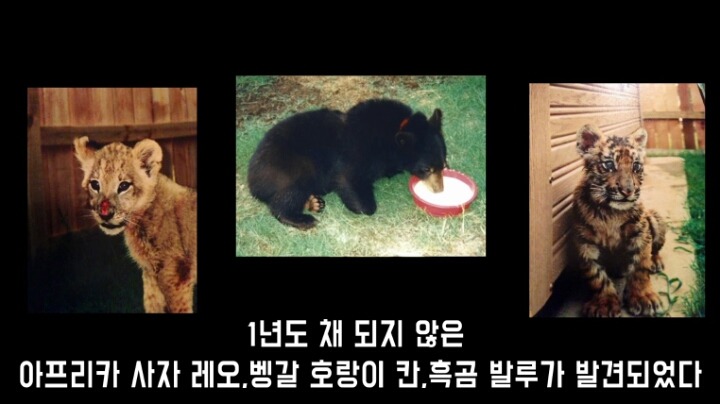 곰 사자 호랑이의 우정 | 인스티즈