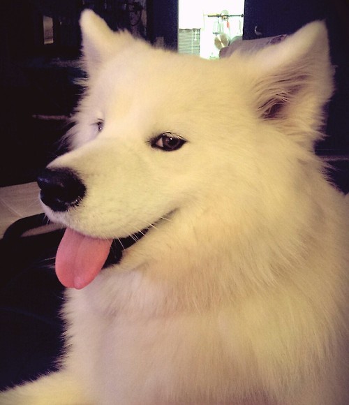 [사모예드] 하루에 빠지는 털로 옷도 짜입는다는 개 jpg | 인스티즈