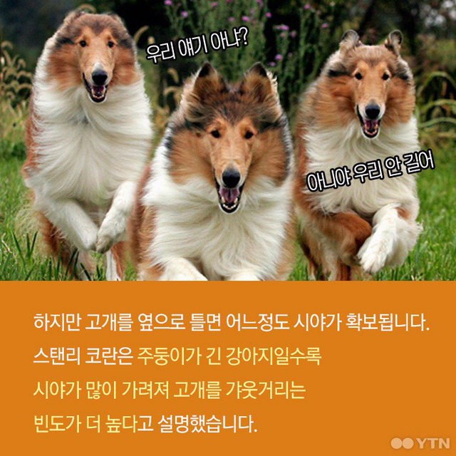 강아지들은 왜 고개를 갸웃거릴까? | 인스티즈