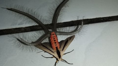 진짜 개징그러운 나방 조사해옴(ㄹㅇ개징그러움) | 인스티즈