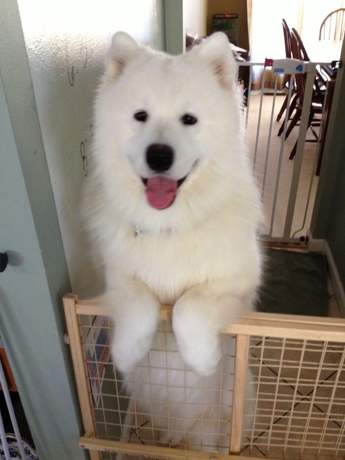 [사모예드] 하루에 빠지는 털로 옷도 짜입는다는 개 jpg | 인스티즈