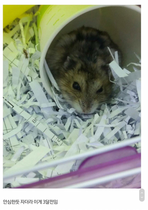 수의사도 포기한 등 찢어진 햄스터 수술해서 살려낸 디씨인 (사진 주의) | 인스티즈