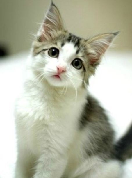 가장 흔하지만 너무나 매력적인 고양이, 코리안 숏헤어에 대하여 | 인스티즈