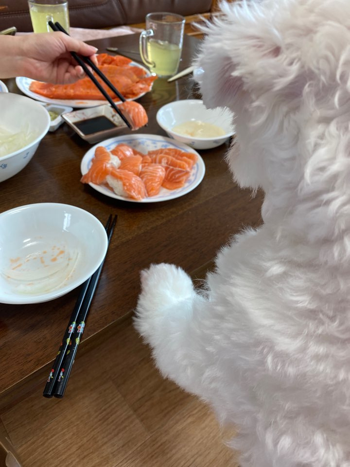  후기방에 올라와 귀여움 받은 '식탐 많은 댕댕이' 글 | 인스티즈