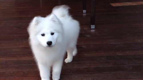 [사모예드] 하루에 빠지는 털로 옷도 짜입는다는 개 jpg | 인스티즈