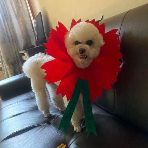 강아지 엄청화남ㅋㅋㅋㅋㅋㅋㅋㅋ표정보셈 | 인스티즈