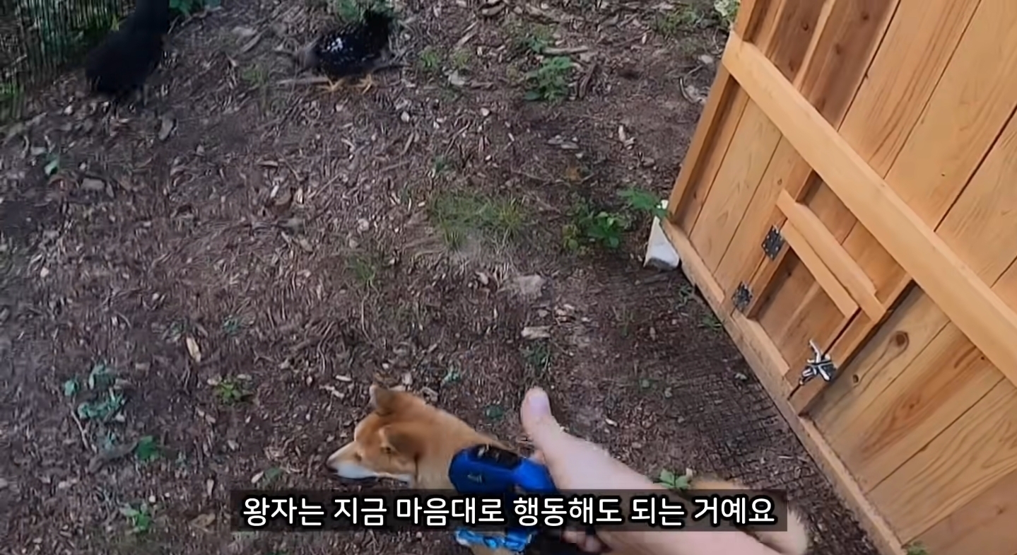 같이 살아본 사람들은 실내견으로 완벽하다고 평가하는 견종 진돗개 | 인스티즈