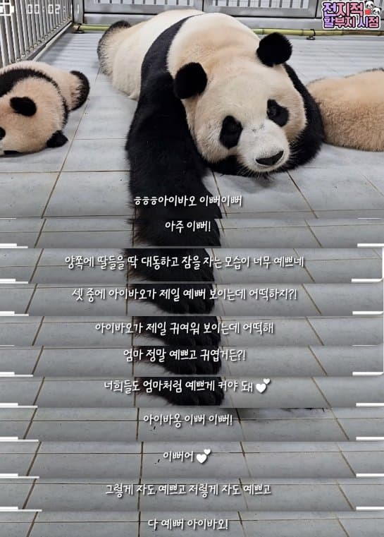 🐼 아이바오 늙었다는 얘기들은 강바오님 반응 | 인스티즈