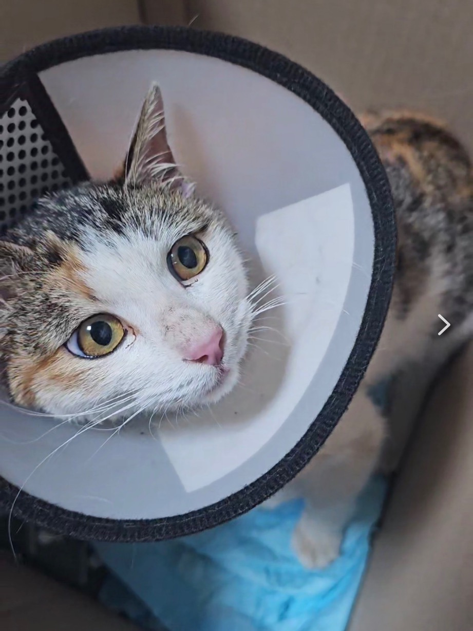 3월 10일 충북 보은읍에서 잃어버린 '강이'를 찾아요 (이물을 삼킨 뒤에 사라져서 더욱 더 빨리 찾아야돼요🚨) | 인스티즈