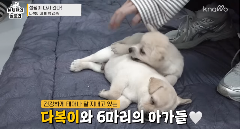 설채현 진돗들 주사놔주다가 우네 | 인스티즈
