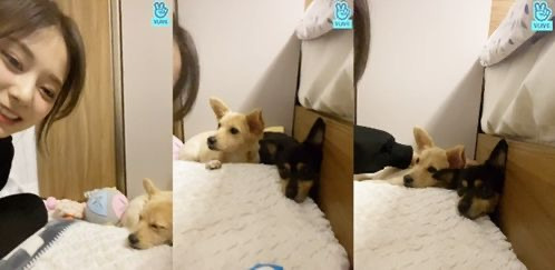 트와이스 쯔위가 입양한 유기견의 변화 | 인스티즈