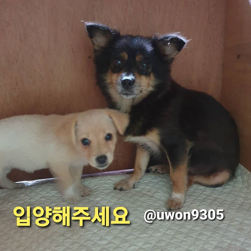 트와이스 쯔위가 입양한 유기견의 변화 | 인스티즈