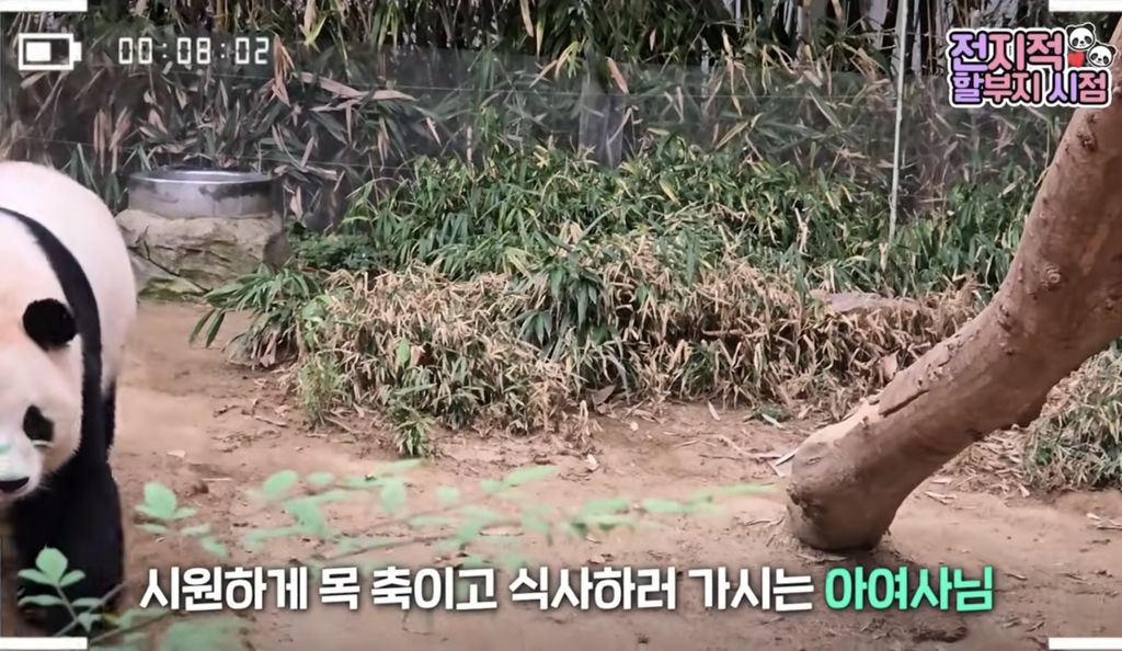 🐼 아이바오 늙었다는 얘기들은 강바오님 반응 | 인스티즈