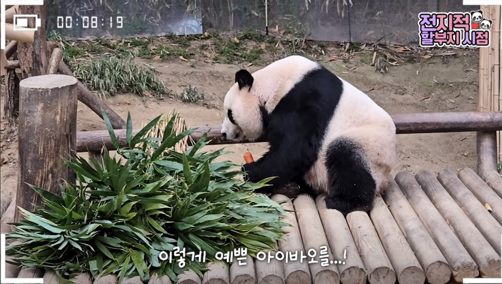 🐼 아이바오 늙었다는 얘기들은 강바오님 반응 | 인스티즈