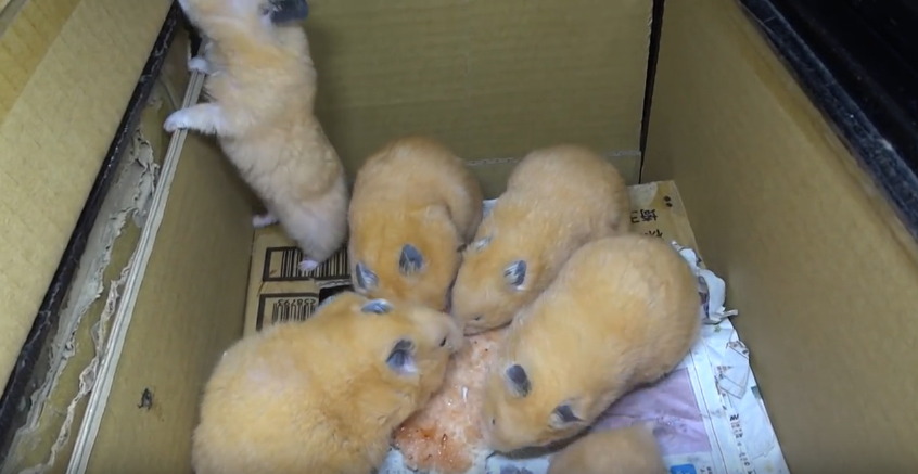 햄스터를 학대하는 인기 동물유튜버 (혐오주의) | 인스티즈