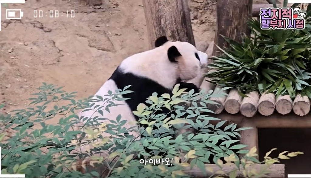 🐼 아이바오 늙었다는 얘기들은 강바오님 반응 | 인스티즈