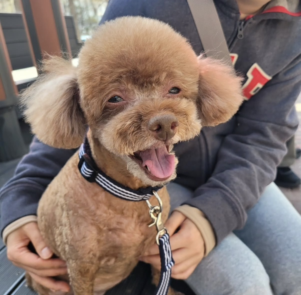 강아지별에서 만날 꽃분이와 코코 | 인스티즈