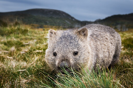 호주에 사는 귀여운 동물 ㄷㄷ | 인스티즈