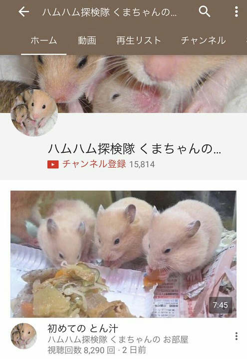 햄스터를 학대하는 인기 동물유튜버 (혐오주의) | 인스티즈