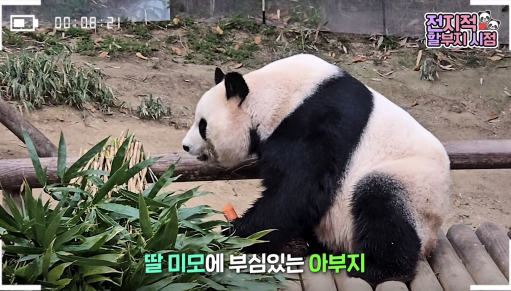 🐼 아이바오 늙었다는 얘기들은 강바오님 반응 | 인스티즈