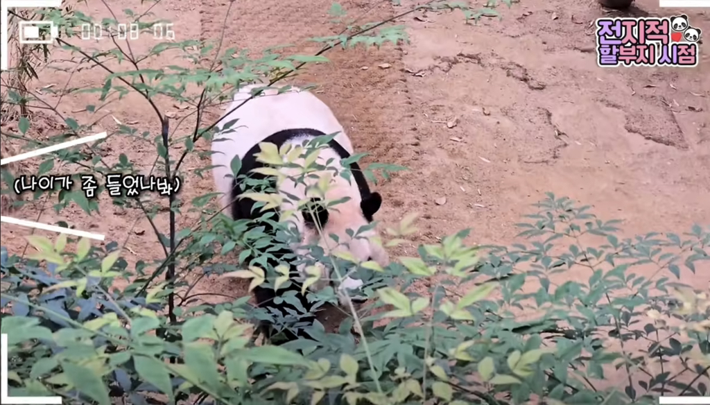 🐼 아이바오 늙었다는 얘기들은 강바오님 반응 | 인스티즈