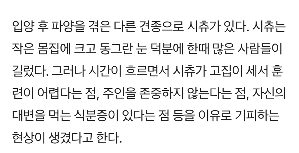 입양 인기 견종 '포메라니안' 이제는 파양 많다는데 | 인스티즈
