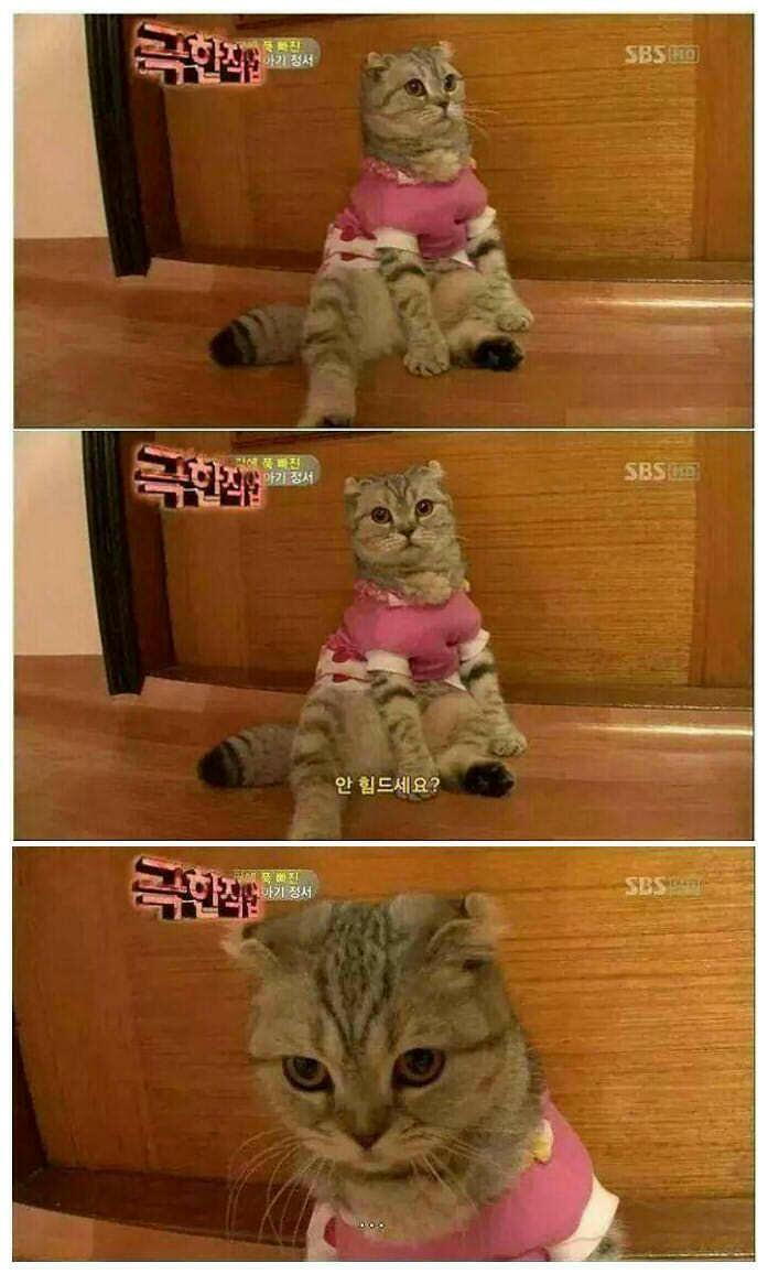 고양이가 이렇게 앉는거 신기했는데 | 인스티즈