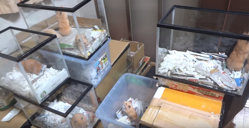 햄스터를 학대하는 인기 동물유튜버 (혐오주의) | 인스티즈