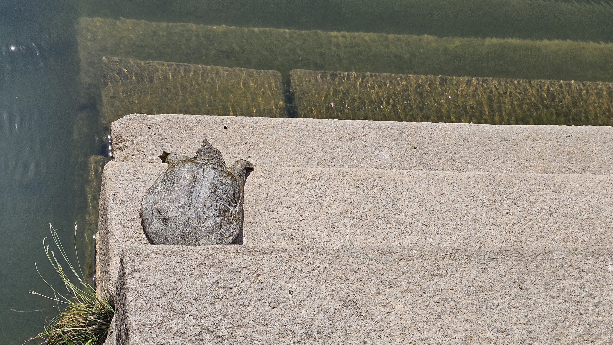 오늘 경복궁 경회루에 나타난 자라🐢 (feat. 길한징조) | 인스티즈