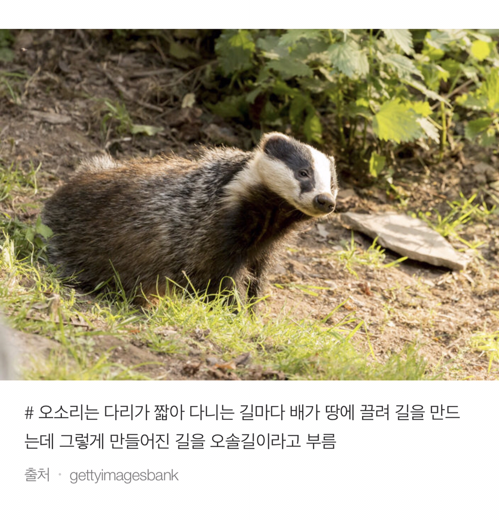 너무 귀여워서 끝까지 못 읽는 동물들 tmi | 인스티즈