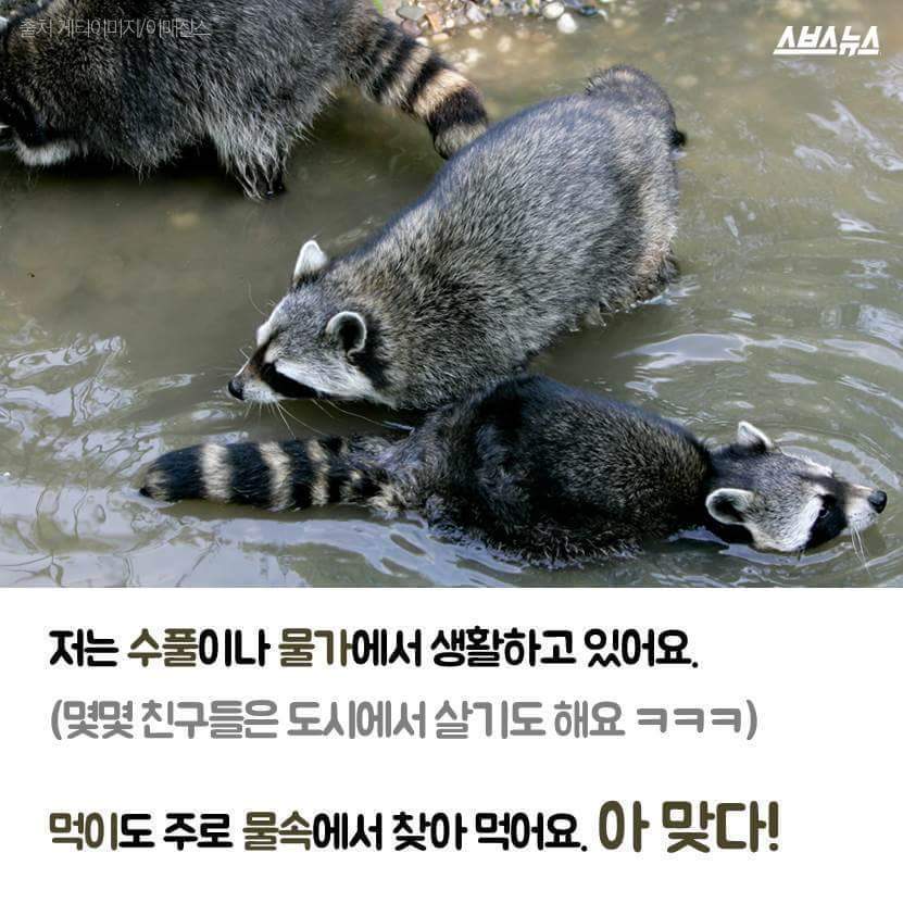 라쿤이 먹이를 물에 씻는 진짜 이유 | 인스티즈