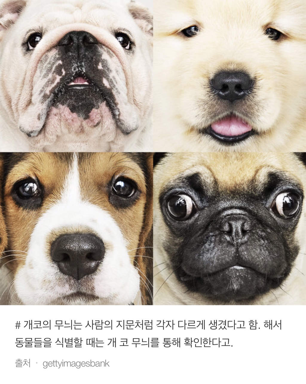 너무 귀여워서 끝까지 못 읽는 동물들 tmi | 인스티즈