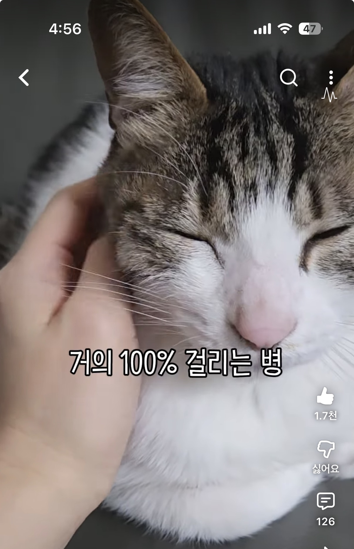 고양이 키우면 100프로 걸리는 병 | 인스티즈